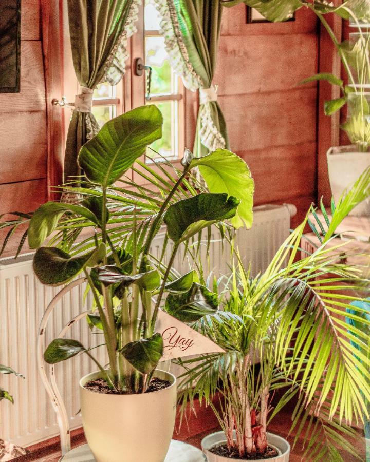 Villa Botanica Mirkovec エクステリア 写真